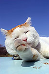 猫叔