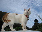 猫叔