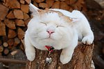 猫叔
