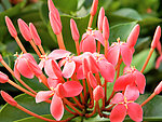 花卉