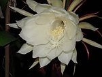 昙花