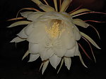 昙花