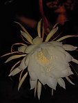昙花