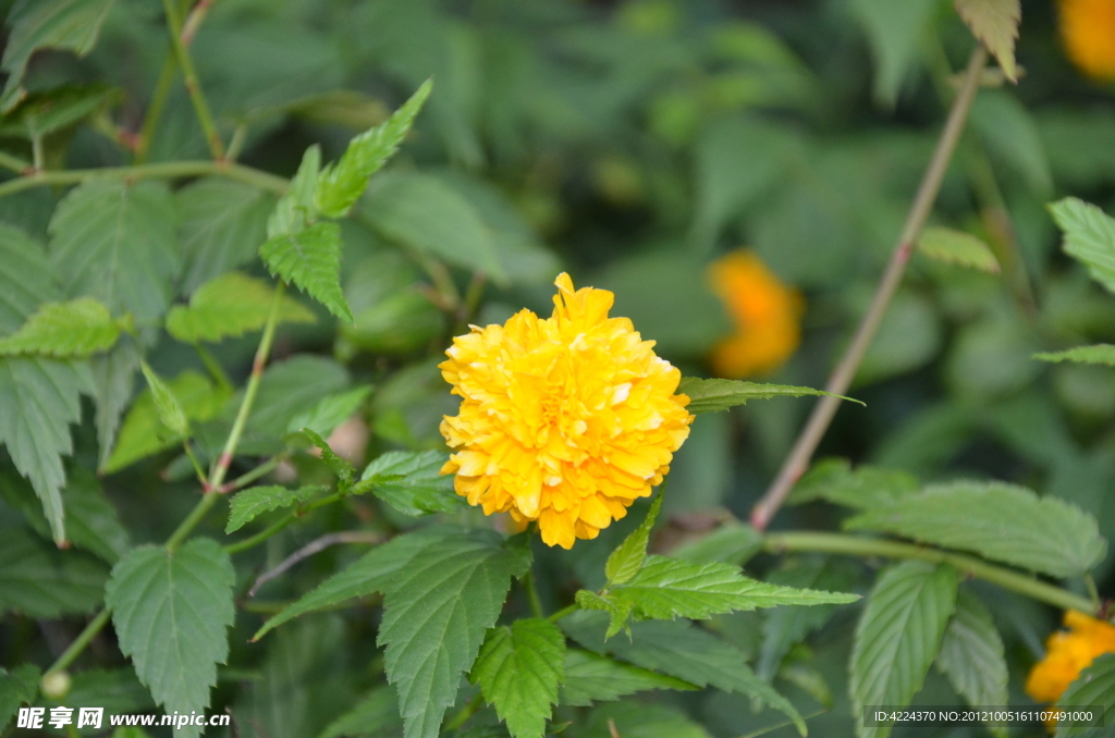 重瓣棣棠花