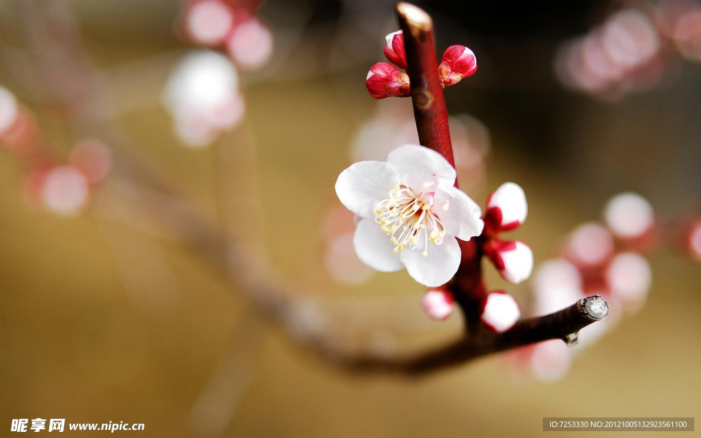 梅花