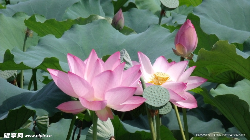 荷花