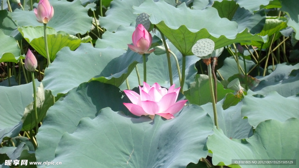 荷花