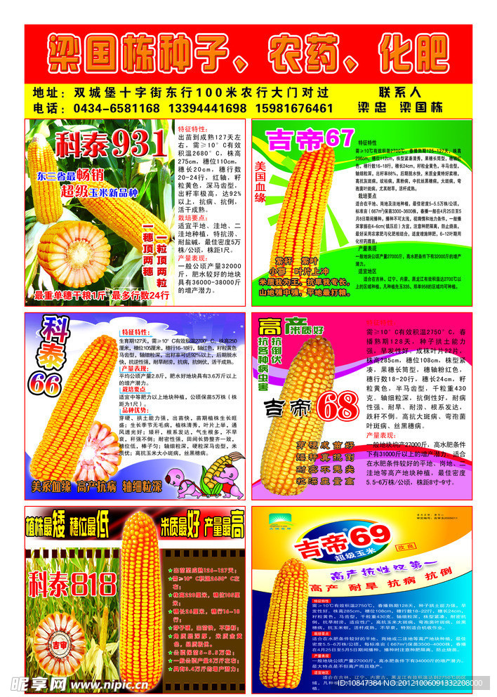玉米 种子 宣传单