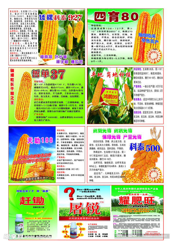 玉米种子化肥宣传单