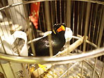 黑鹦鹉