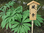 绿叶植物