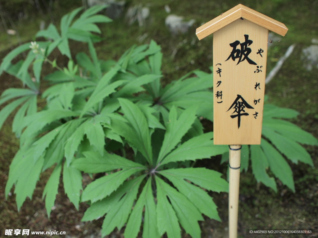 绿叶植物