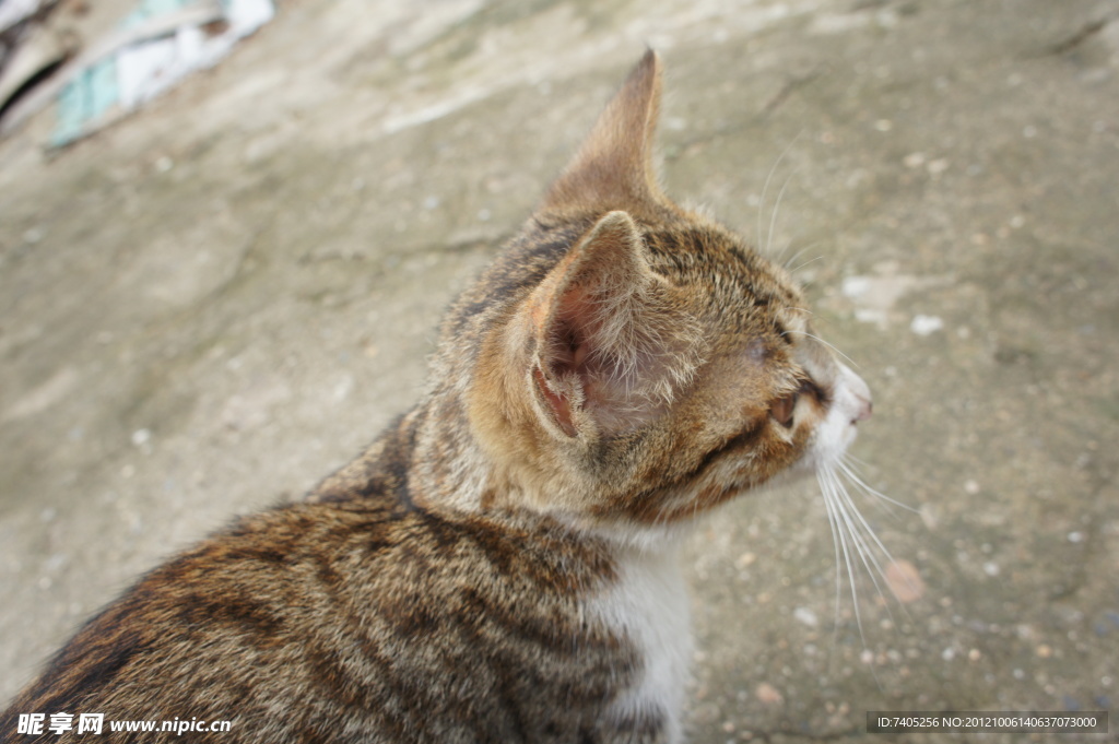 猫咪