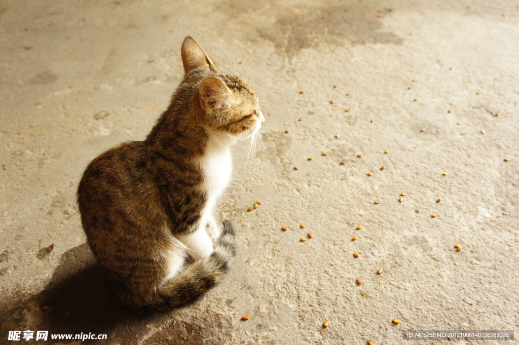 蹲着的猫