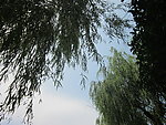 树与天空