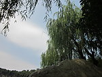 树与天空