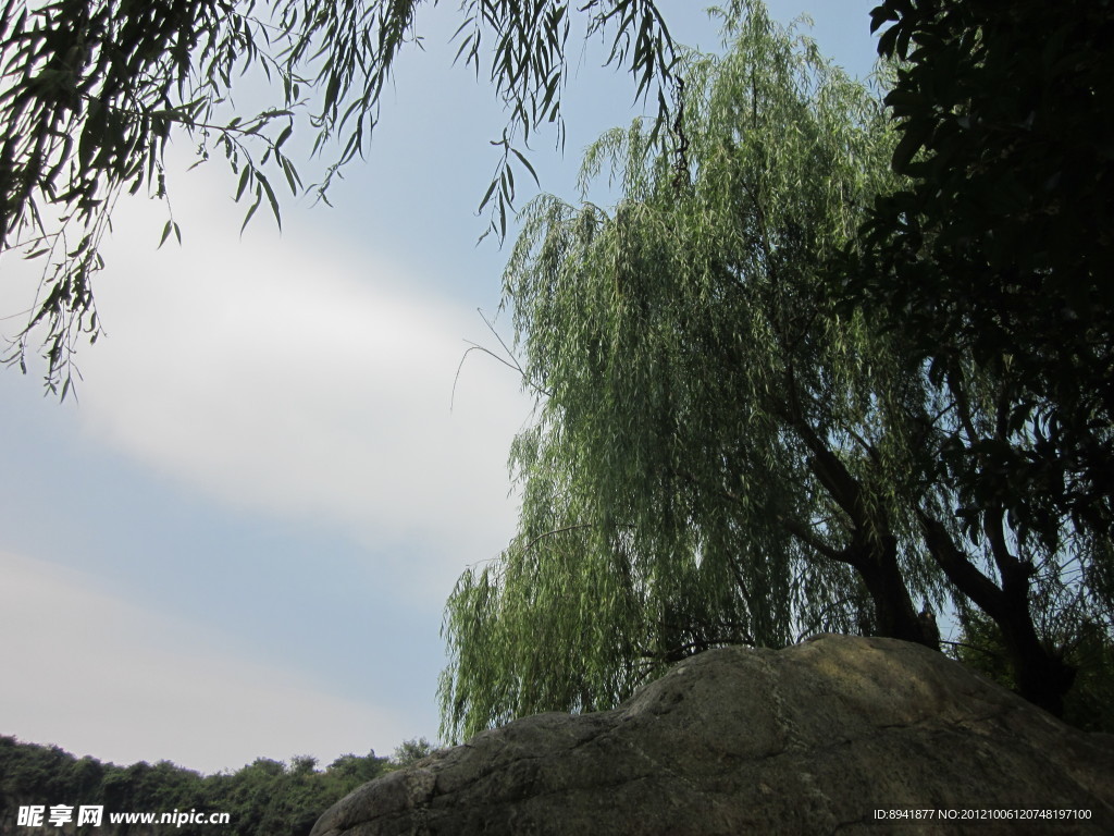 树与天空