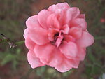 月季花