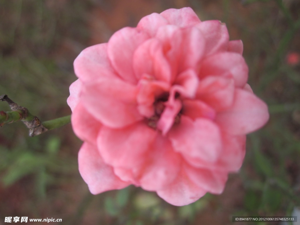 月季花