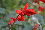 鲜花