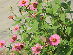 花蝶相吸