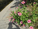 花蝶共舞