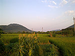 玉米稻田田园风光