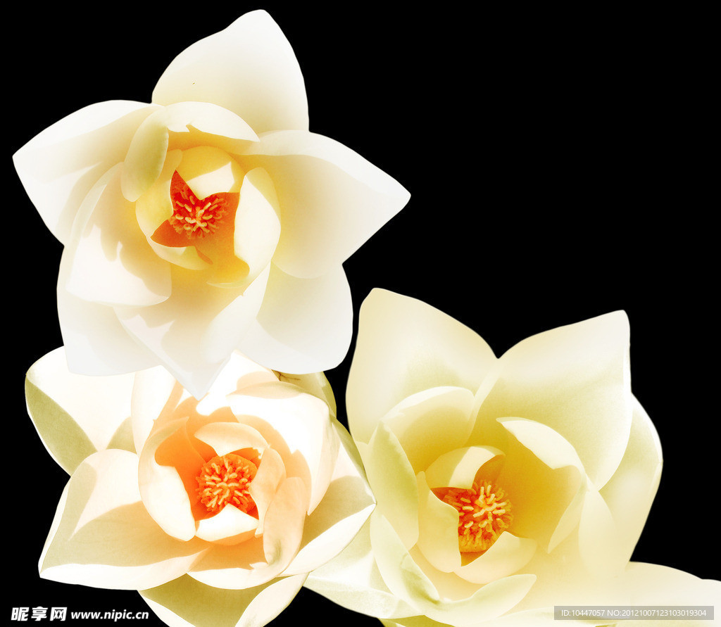 玉兰花