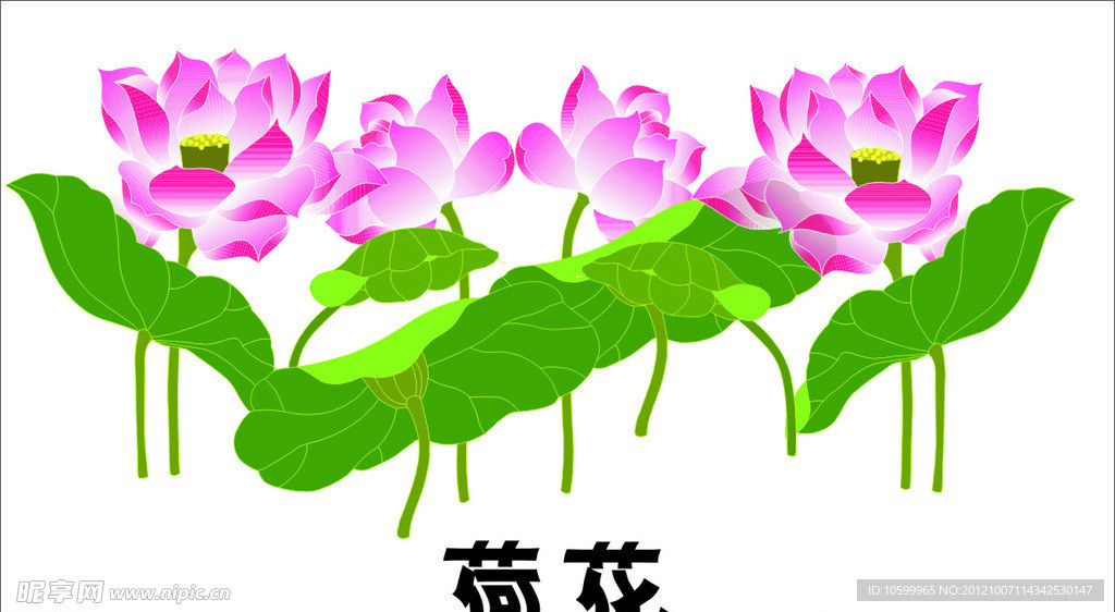荷花