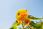 葵花