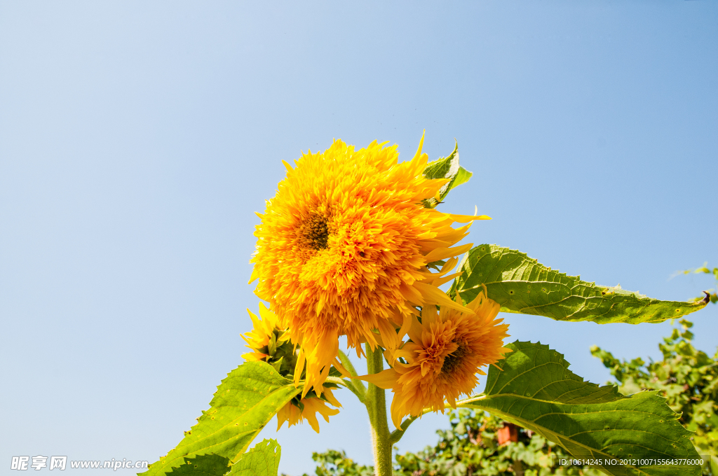 葵花