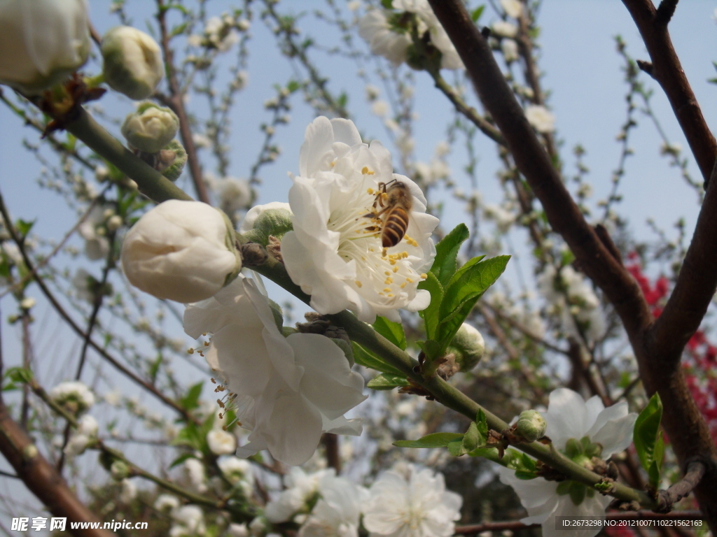 蜜蜂采桃花