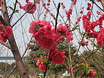 粉红桃花