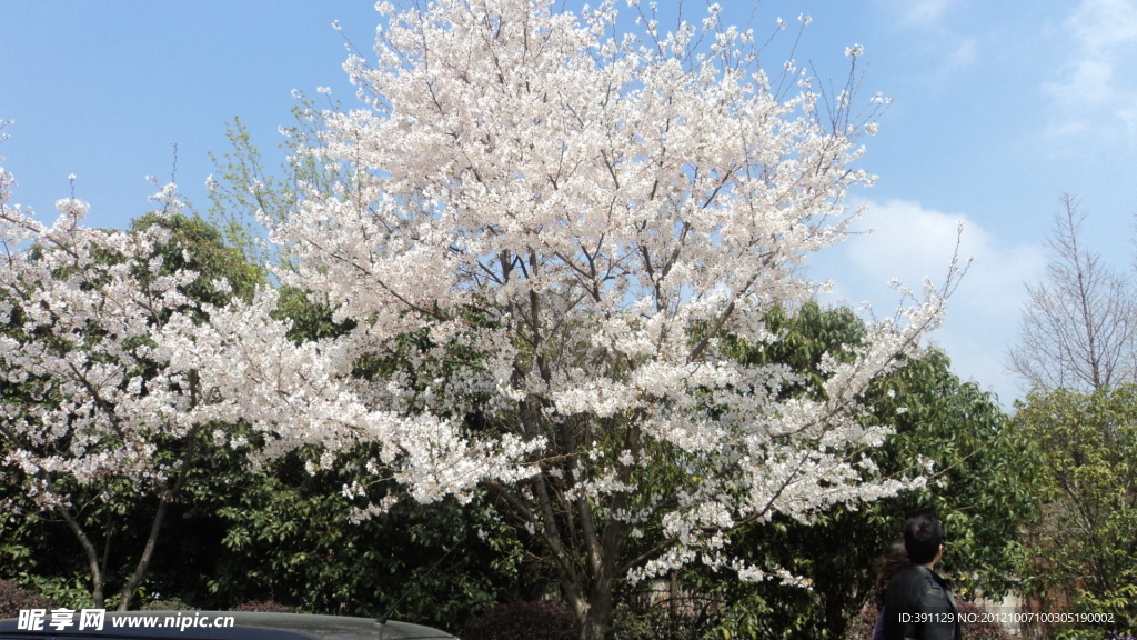 樱花