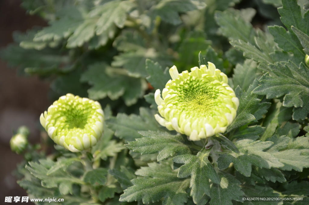 菊花