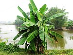 巴蕉叶