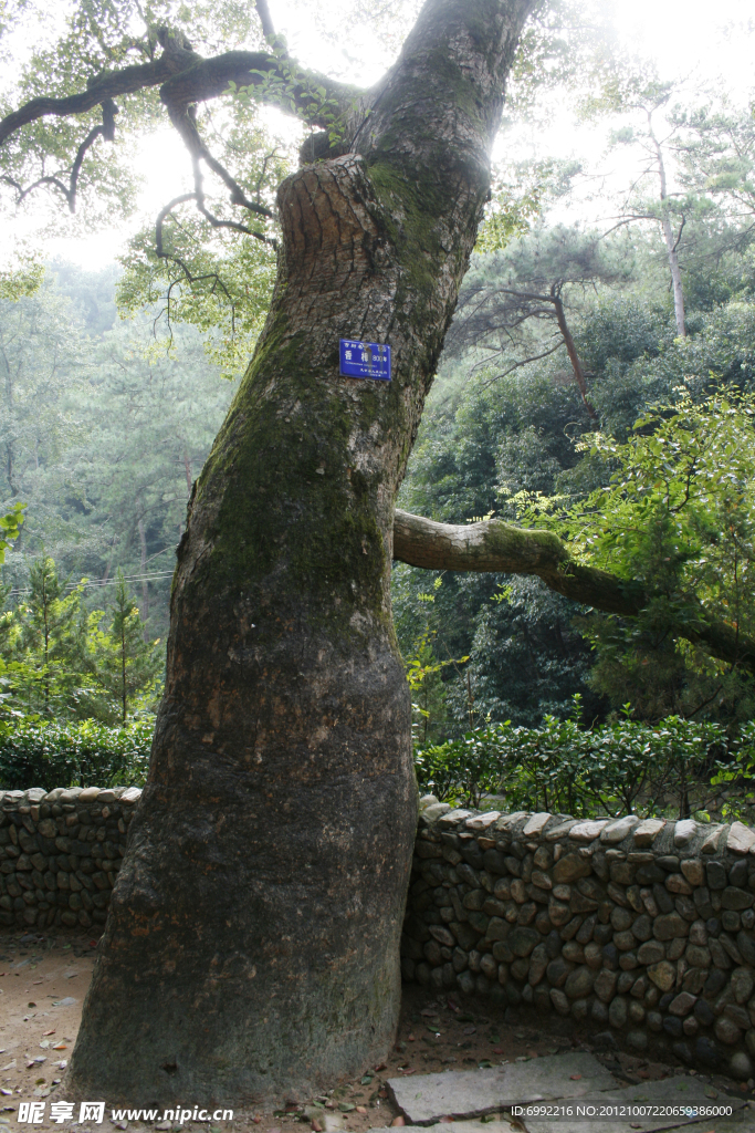 800年香樟