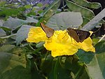 蝶恋花