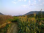 玉米 农田 风光
