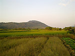 稻田田园风光
