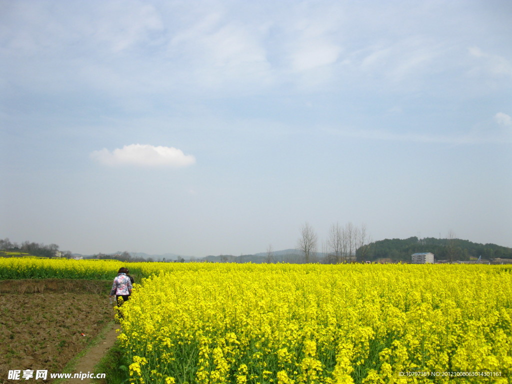 油菜花天空