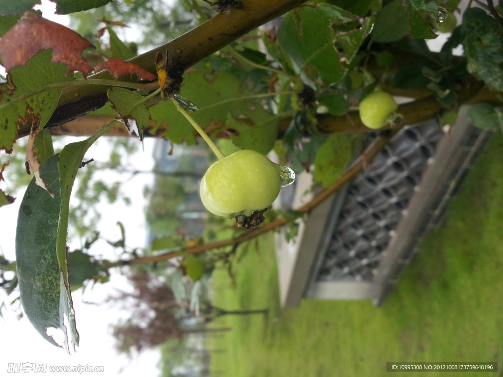 雨后野果