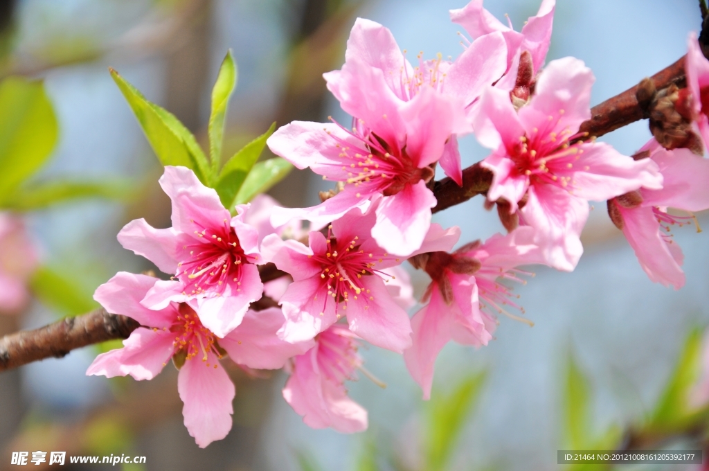 桃花