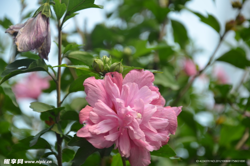 木槿花