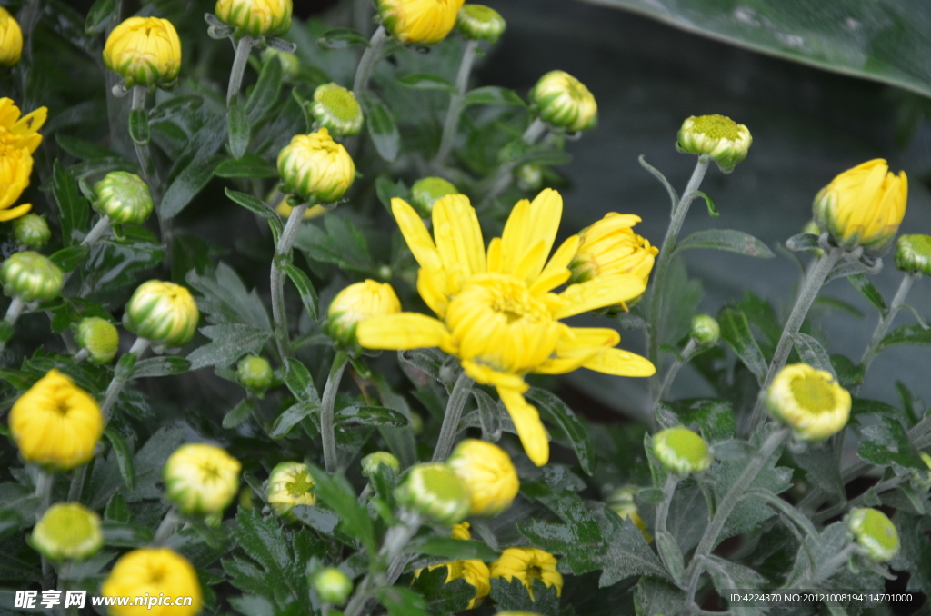 菊花