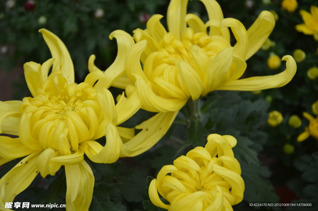 菊花