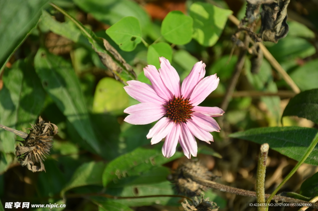 松果菊