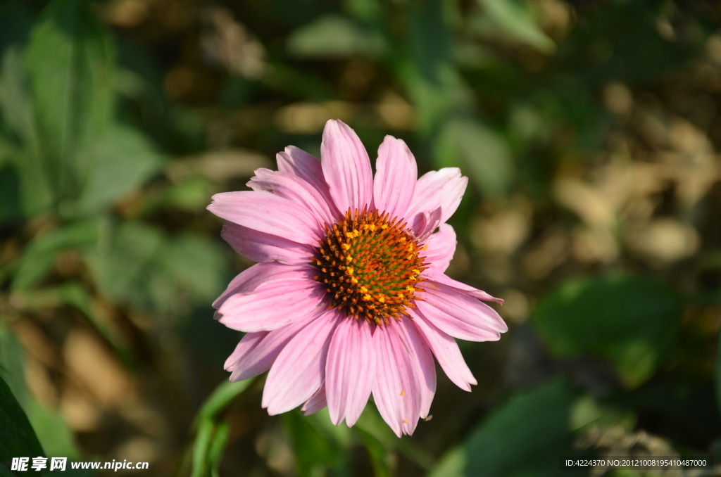 松果菊