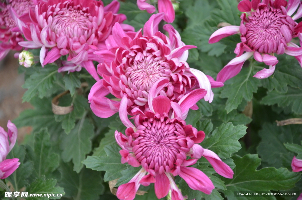 菊花