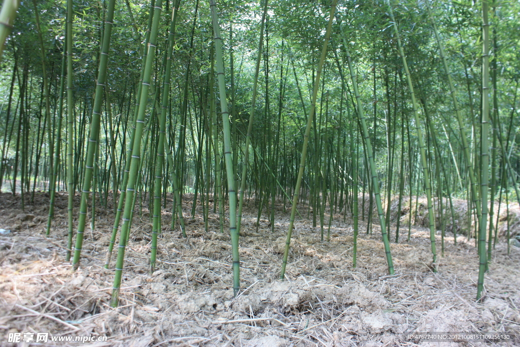 雷竹